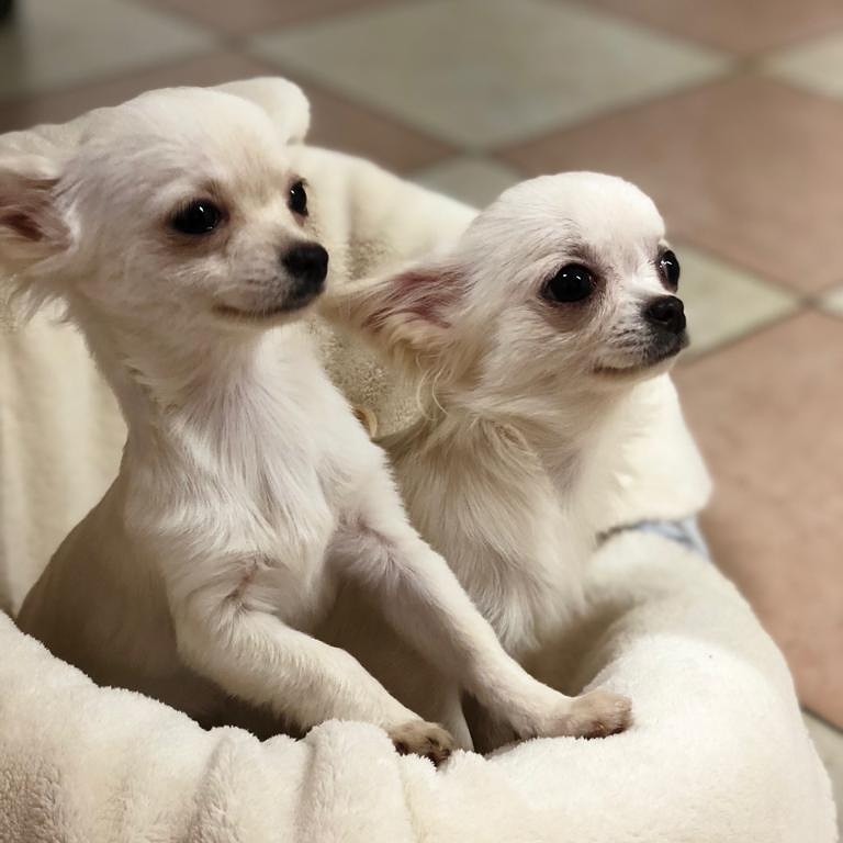 Cuccioli Chihuahua con pedigree Modena